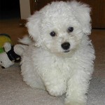 Raças de cachorros pequenos para apartamento