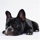 Cachorro de Raça - Bulldog francês Cachorro de Raça - bulldog frances
