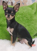 Cachorro de Raça - chihuahua Cachorro de Raça - chihuahua