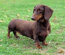Cachorro de Raça - dachshund Cachorro de Raça - dachshund