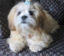 Cachorro de Raça - lhasa apso Cachorro de Raça - lhasa apso