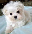 Cachorro de Raça - Maltês Cachorro de Raça - Maltês