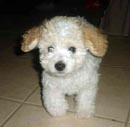 Cachorro de Raça - Poodle toy Cachorro de Raça - Poodle toy