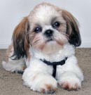 Cachorro de Raça - shih tzu Cachorro de Raça - shih tzu
