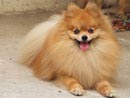 Cachorro de Raça - spitz Cachorro de Raça - spitz