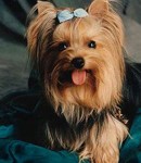 cachorro raça yorkshire terrier