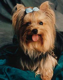 cachorro de raça - yorkshire terrier cachorro de raça - yorkshire terrier