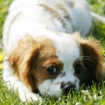 capas-para-facebook-cachorro