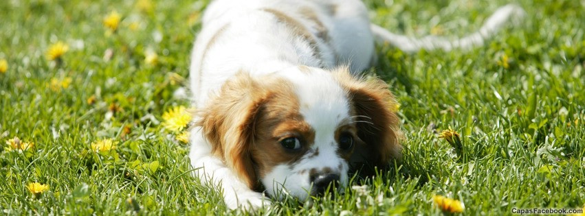 capas-para-facebook-cachorro