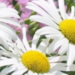 capas-para-facebook-flores