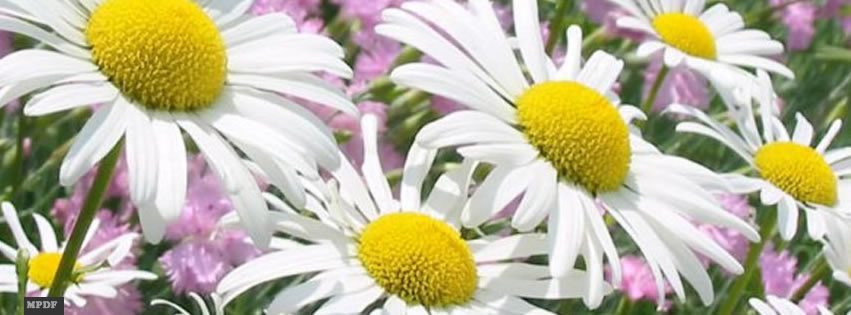 capas-para-facebook-flores
