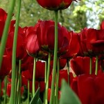 capas-para-facebook-rosas