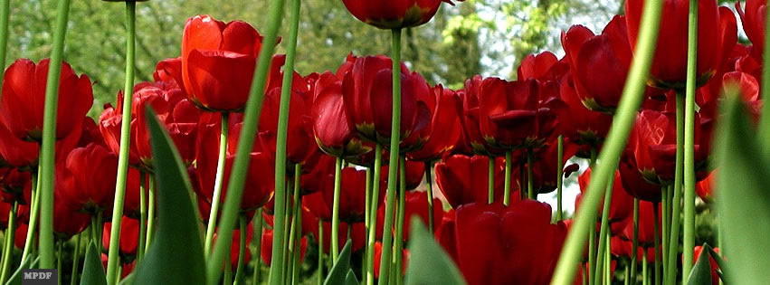 capas-para-facebook-rosas