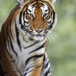 capas-para-facebook-tigre