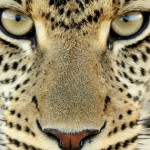 capas-para-facebook-tigre-2