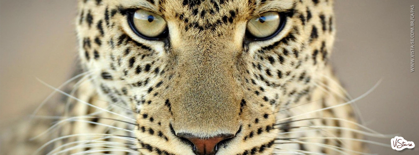 capas-para-facebook-tigre-2