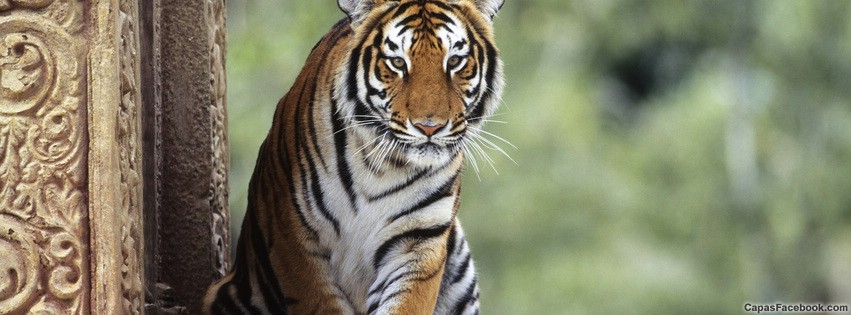 capas-para-facebook-tigre