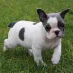 Bulldog Francês