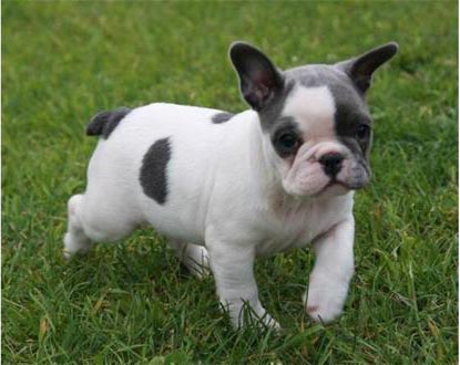 Bulldog Francês