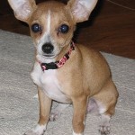 Chihuahua