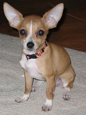 Chihuahua