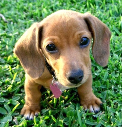 Dachshund