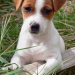 Jack Russell Terrier