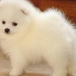 Spitz