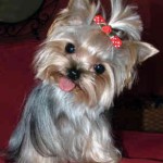 Yorkshire Terrier