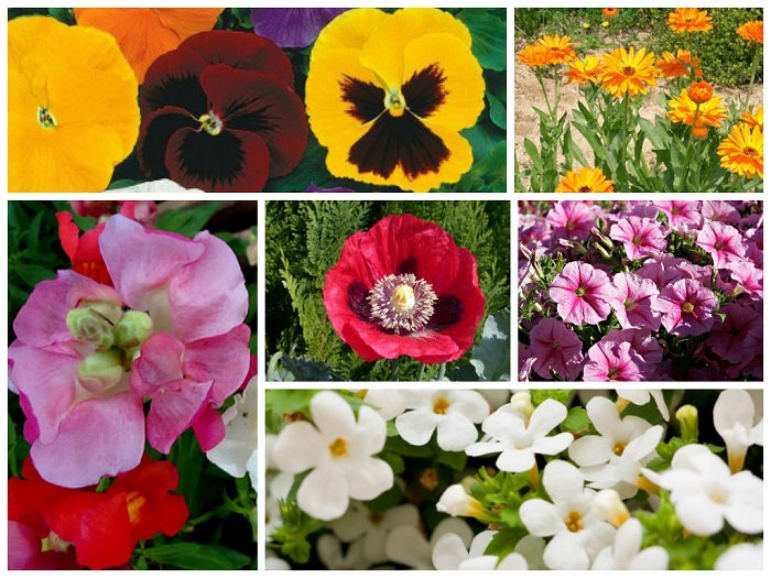 Sugestões de Plantas para Jardim de Inverno:
