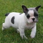 bulldog-frances-foto-1