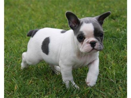 bulldog-frances-foto-1