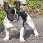 bulldog-frances-foto-2