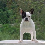 bulldog-frances-foto-3