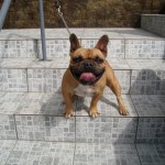 bulldog-frances-foto-4