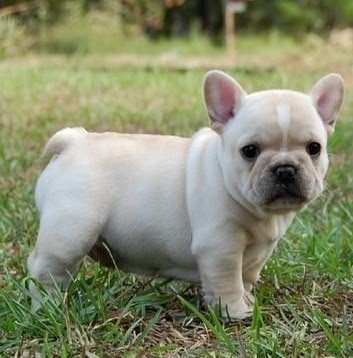 bulldog-frances-foto-5
