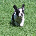 bulldog-frances-foto-6