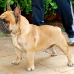 bulldog-frances-foto-8