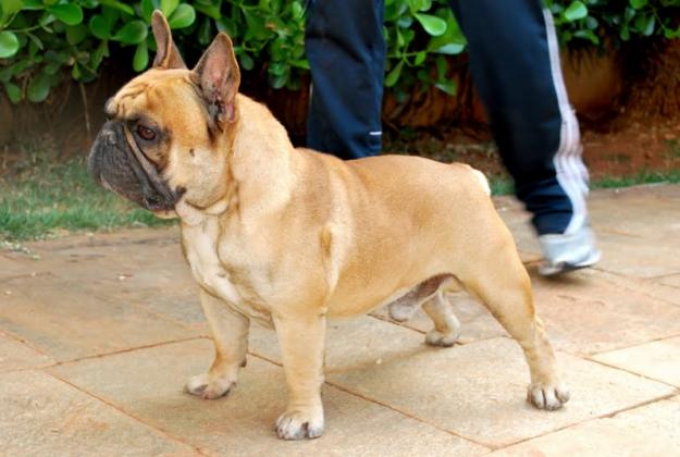 bulldog-frances-foto-8