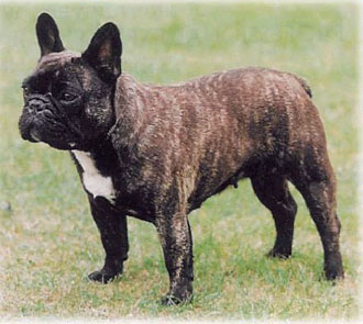 Bulldog Francês Tigrado