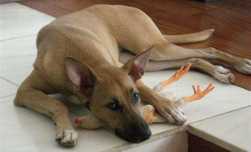 Cachorro para Adoção