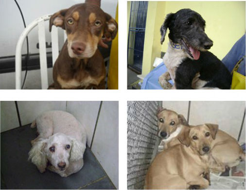 Filhotes de cachorro para adoçao