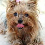 Cachorro-Raca-Yorkshire-1