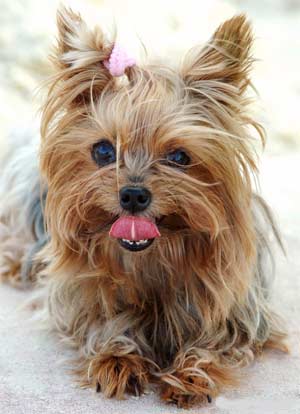 Cachorro-Raca-Yorkshire-1