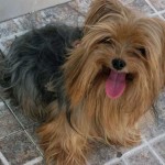 Cachorro-Raca-Yorkshire-10