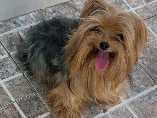 Cachorro-Raca-Yorkshire-10