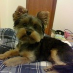 Cachorro-Raca-Yorkshire-11