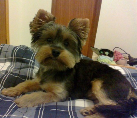 Cachorro-Raca-Yorkshire-11
