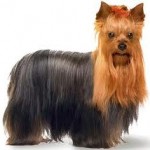 Cachorro-Raca-Yorkshire-12