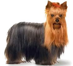 Cachorro-Raca-Yorkshire-12